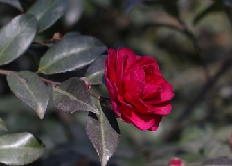_IGP4740