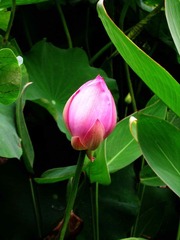 SSA57658