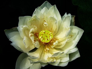 SSA57651