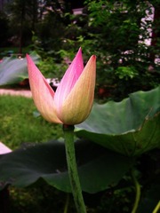 SSA57644