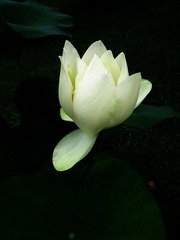 SSA57635