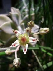 SSA56539