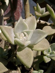 SSA56538