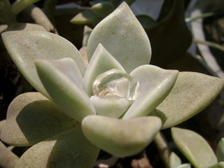 SSA56536