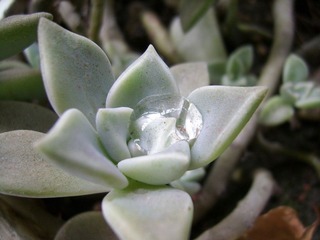 SSA56533