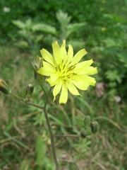 SSA56450
