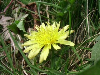 SSA56444