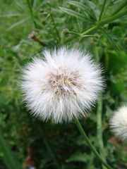 SSA56459