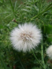 SSA56458