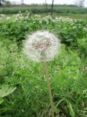 SSA56441