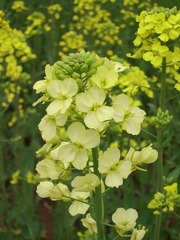 SSA55420