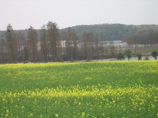 SSA55411
