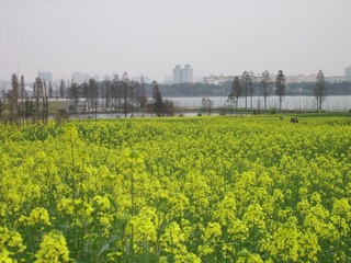 SSA55364