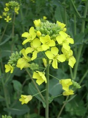 SSA55352