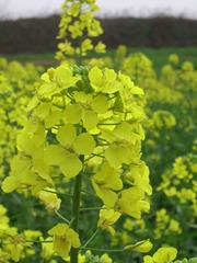 SSA55334
