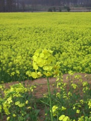 SSA55624