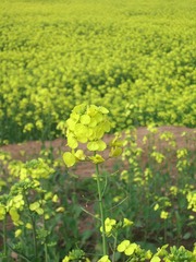 SSA55623