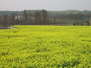 SSA55621