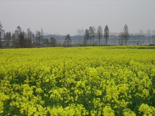 SSA55559