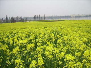 SSA55557