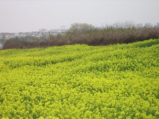 SSA55554