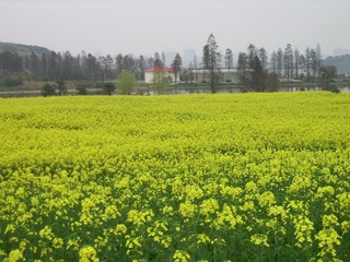 SSA55553