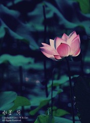 水墨。荷。