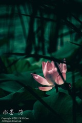 水墨。荷。