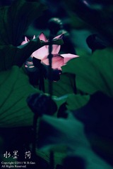 水墨。荷。