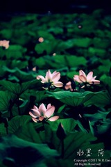 水墨。荷。