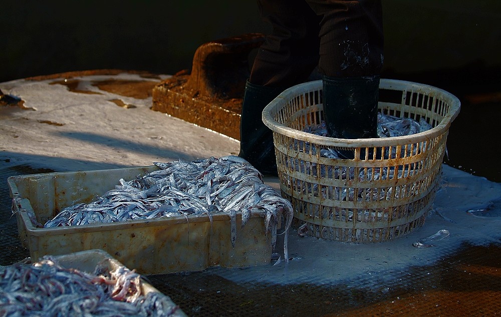 手指粗细的带鱼