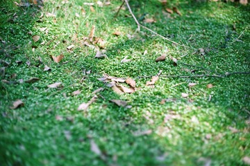 FUJI C200 15