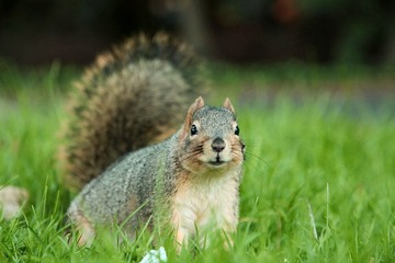 Smiling Squirrel
