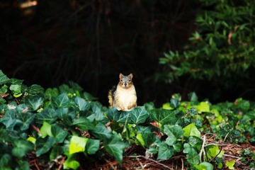 Squirrel in Campus