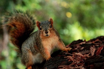 Squirrel in Campus