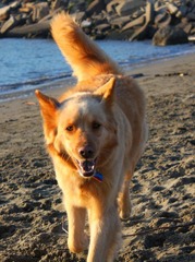 Dog