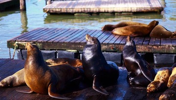 sea lions