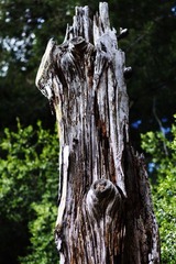 dead tree