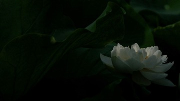 DSC_4444