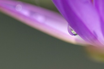 DSC_4305s
