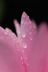 DSC_4274s