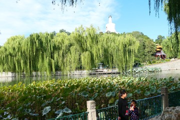 四叶草1