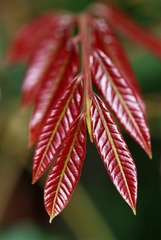 dsc_7633.jpg