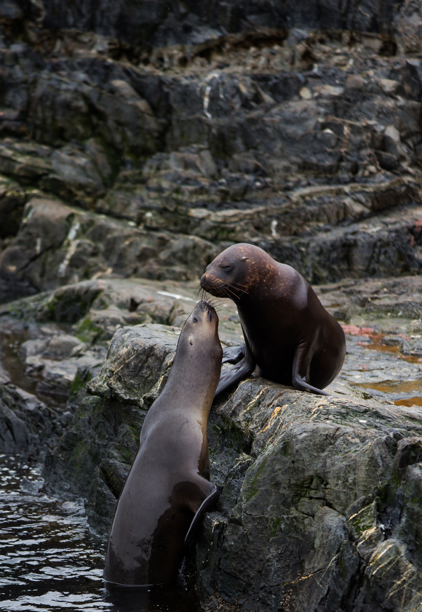 two sea lions are kissing