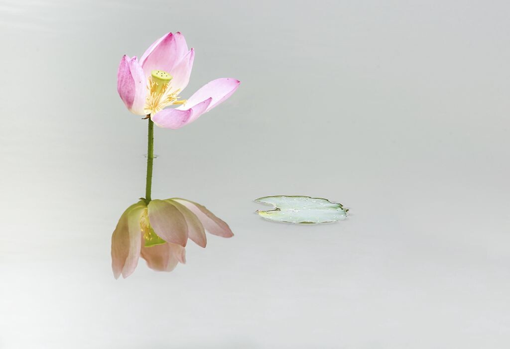 荷花的季节