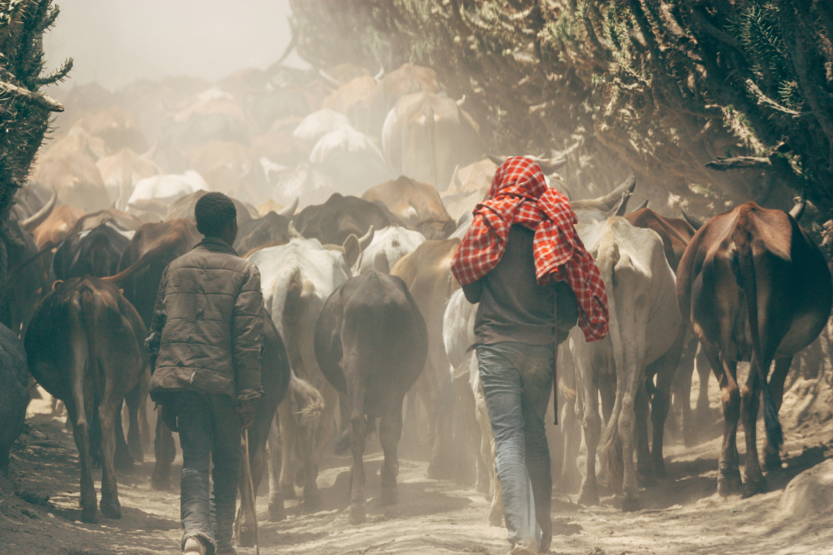 东非草原上赶牛的马赛人
