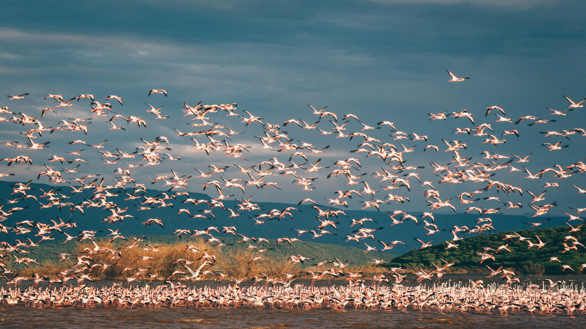 肯尼亚博戈利亚湖大群的火烈鸟