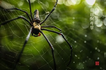 2C2A4353_LRPS
