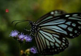 2C2A6209_LRPS