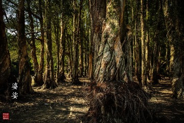 2C2A6156_LRPS